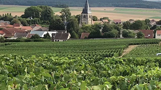 vignoble-1