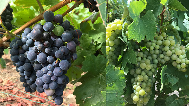 vignoble-2